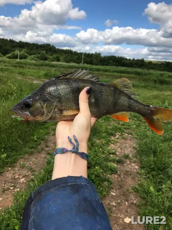 Окунь