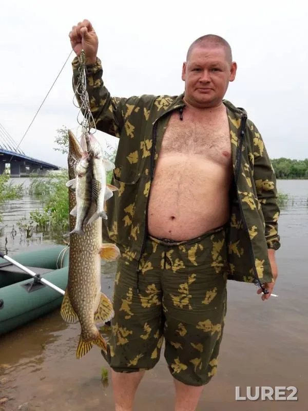 Щука, Судак