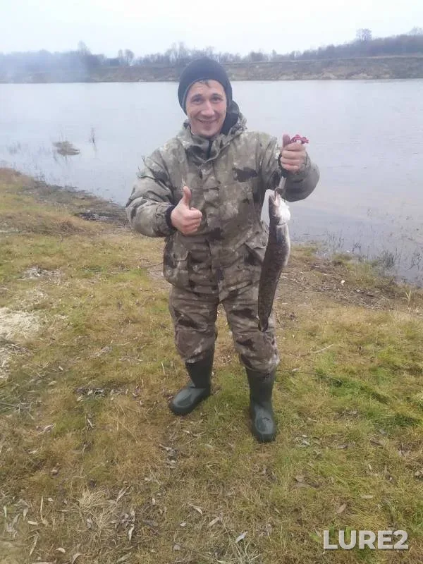 Налим