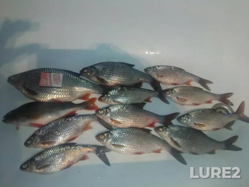 Окунь, Плотва