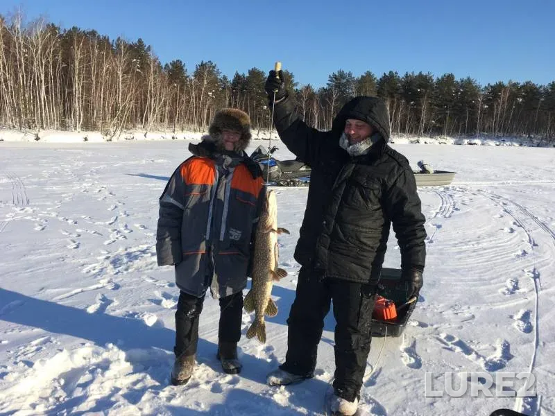 Щука