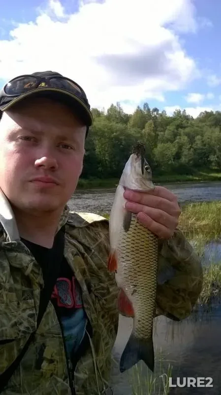 Голавль