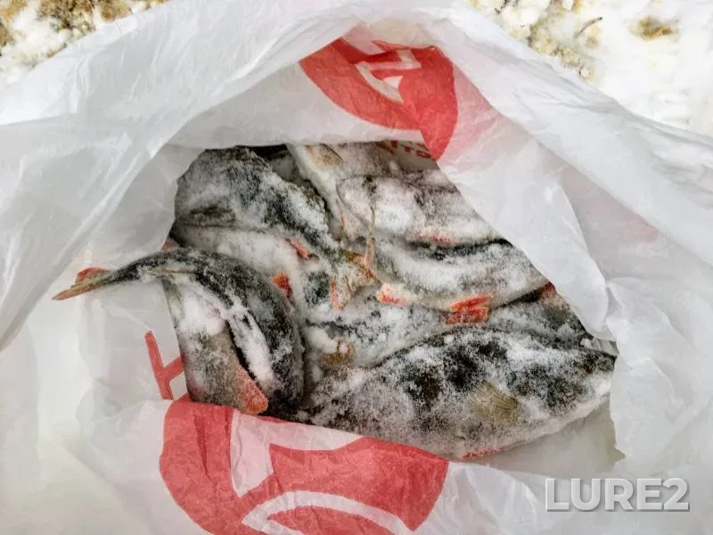 Окунь