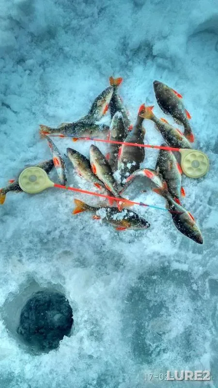 Окунь