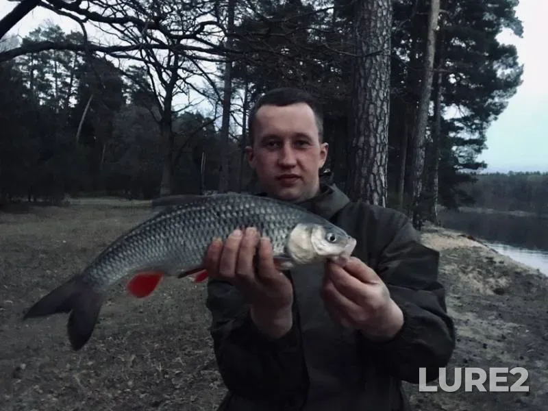 Голавль — Неман, 20 апр. 2019 г.
