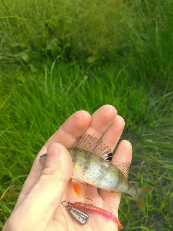 Окунь, Щука