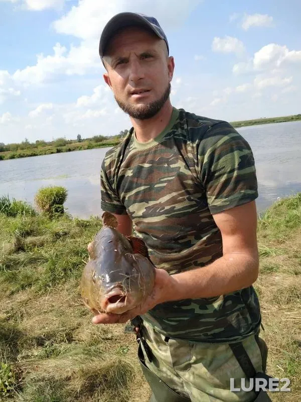 Лещ, Линь — Гродненское, 18 авг. 2019 г.
