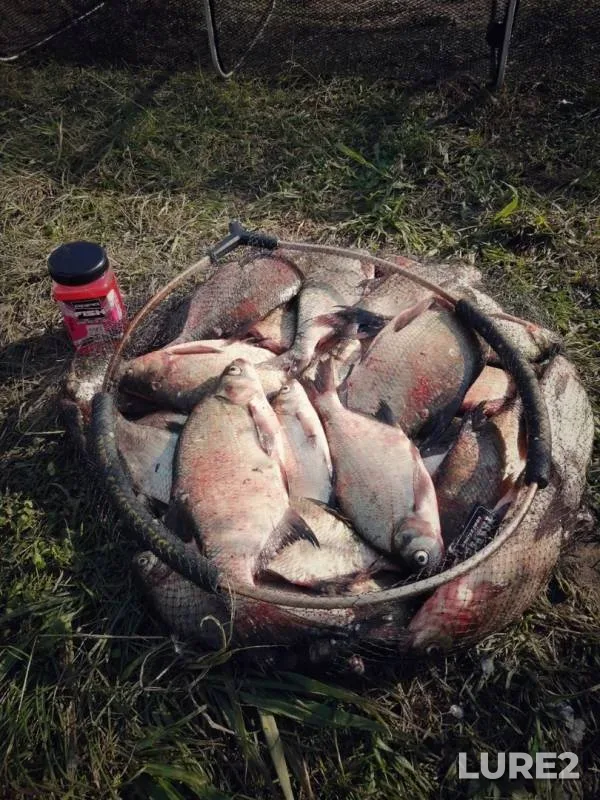 Лещ — Гродненское, 22 июл. 2019 г.