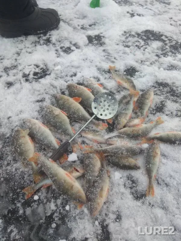 Окунь