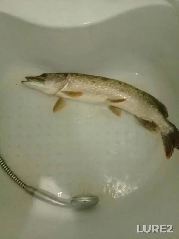 Щука