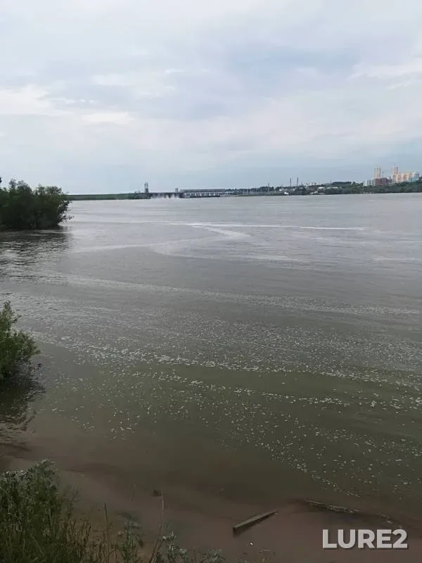 Жерех, Окунь