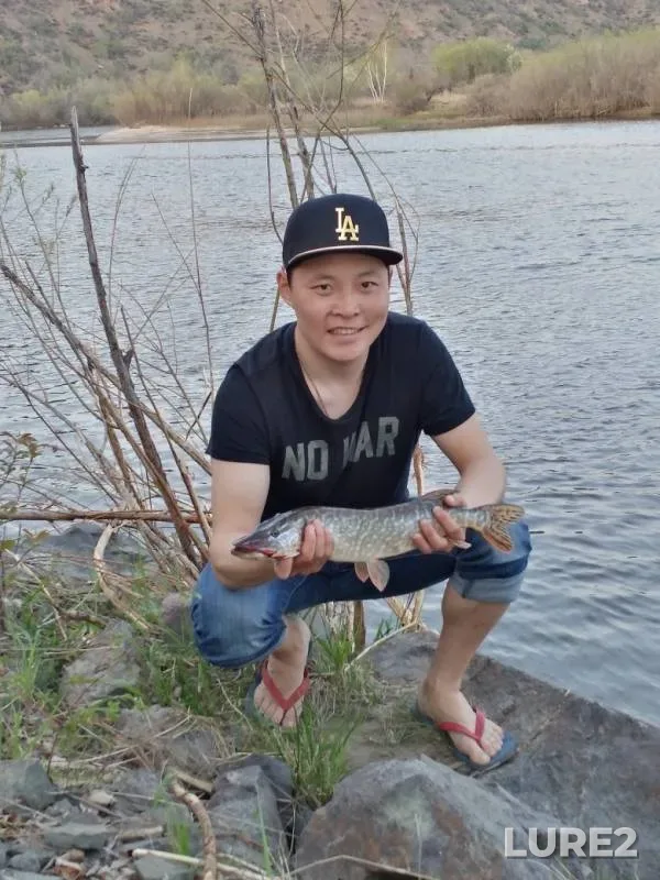 Щука