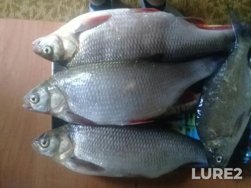 Жерех, Лещ