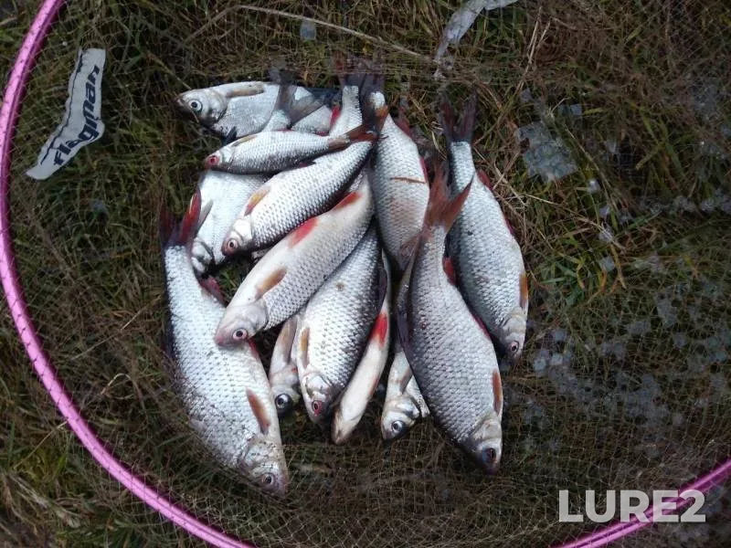 Плотва — Пина, 17 нояб. 2019 г.