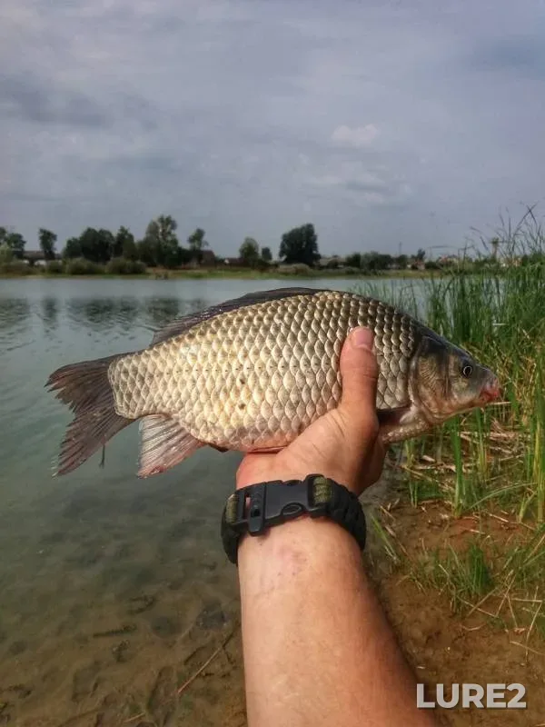 Карась — Городищенское, 08 сент. 2019 г.