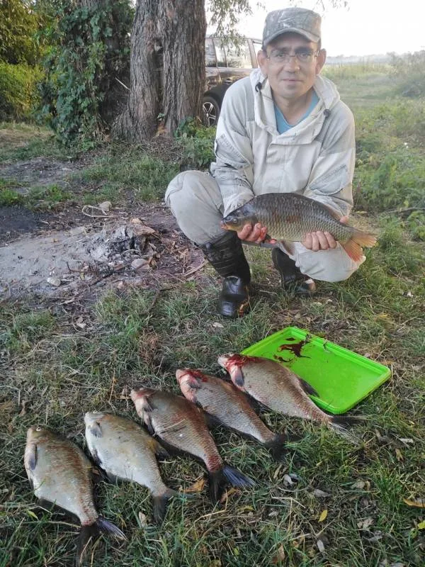 Лещ, Карп