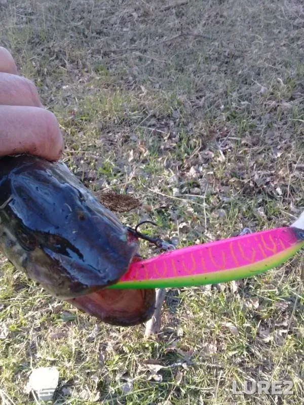 Щука