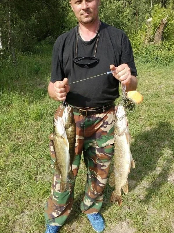 Щука, Судак