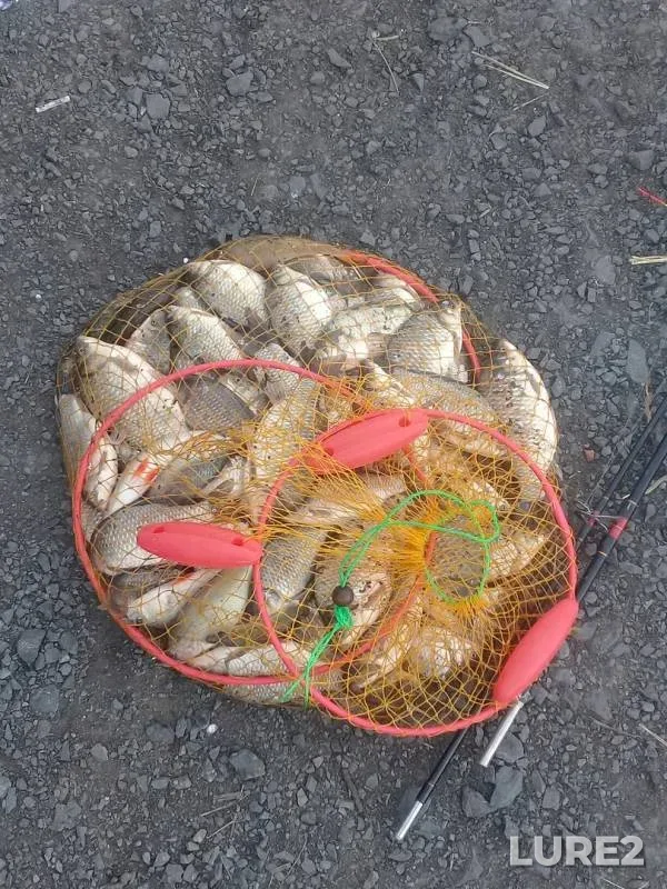 Карась