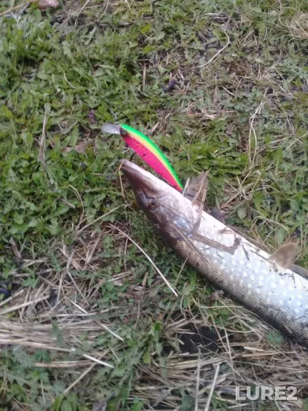 Щука