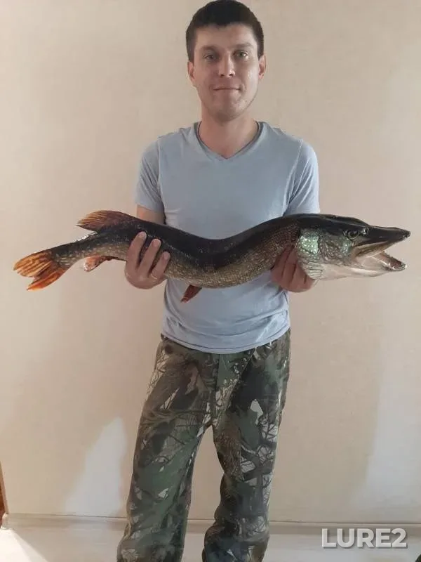 Щука