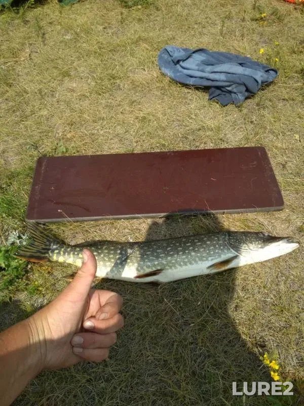 Щука