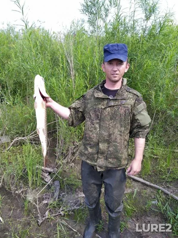 Щука