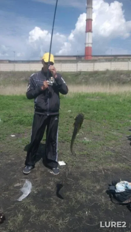 Сом
