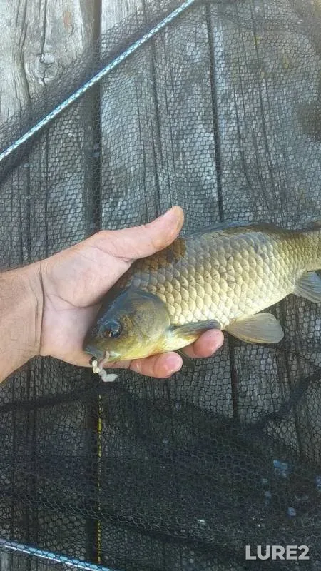 Карась