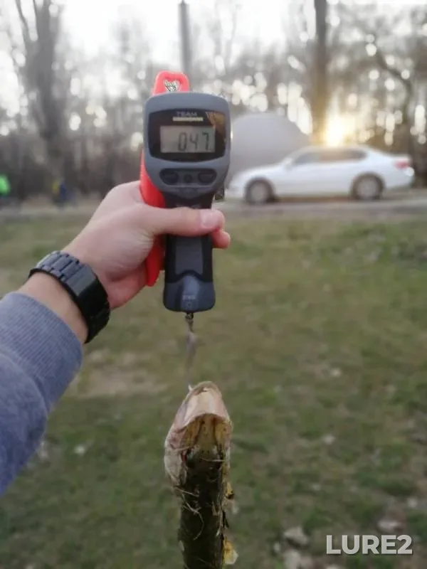 Щука