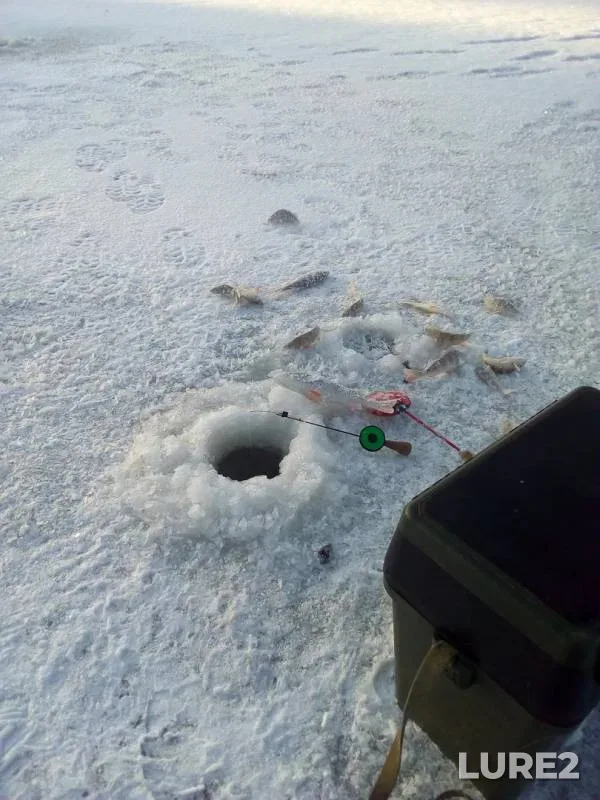 Окунь