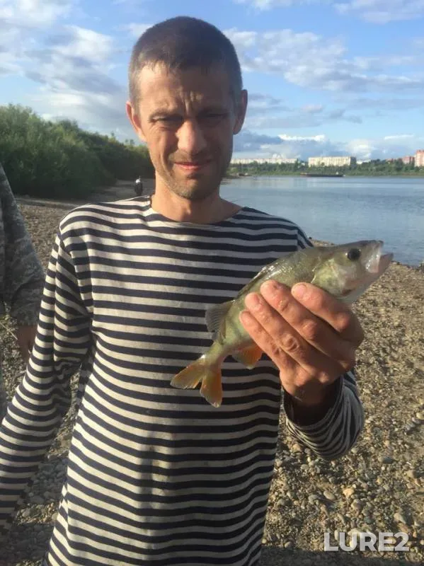 Лещ, Окунь