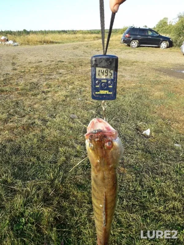 Лещ, Язь