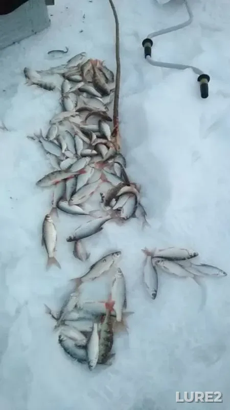 Окунь, Плотва