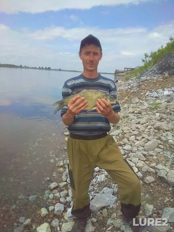 Лещ, Язь