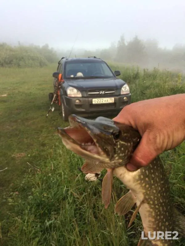 Щука