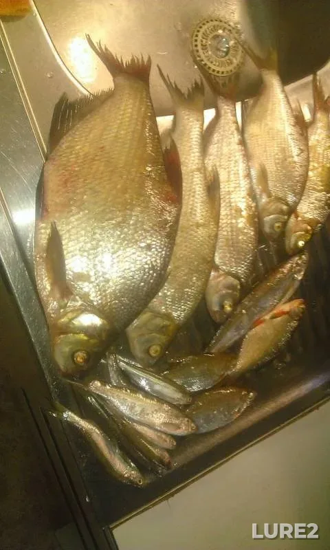 Лещ