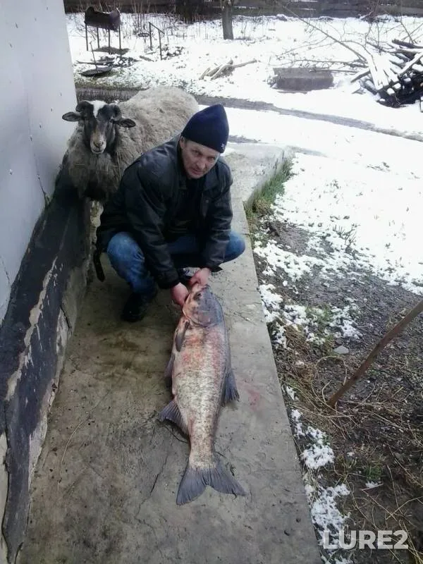 Толстолобик, Судак