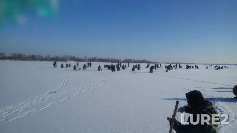 Густера