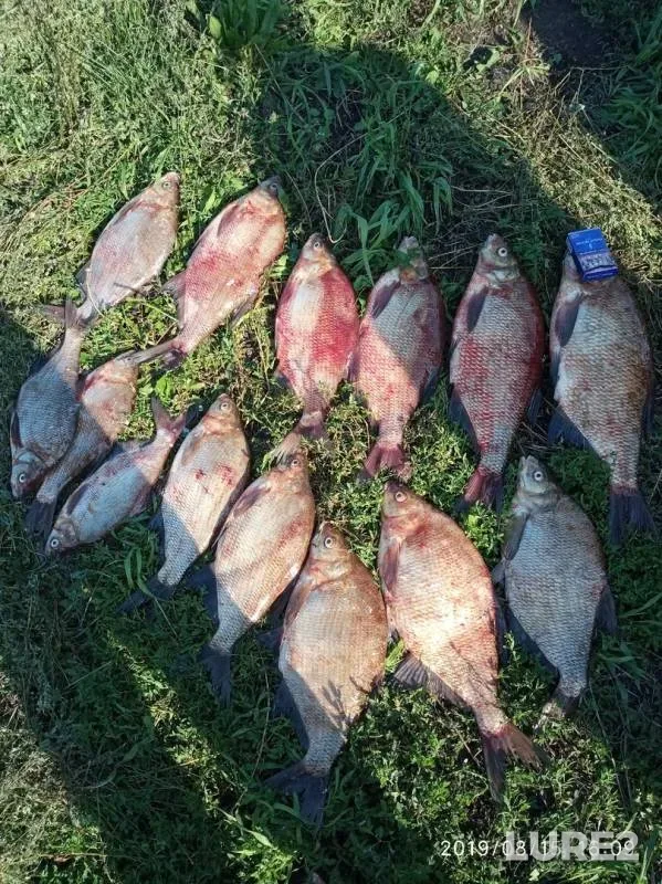 Лещ