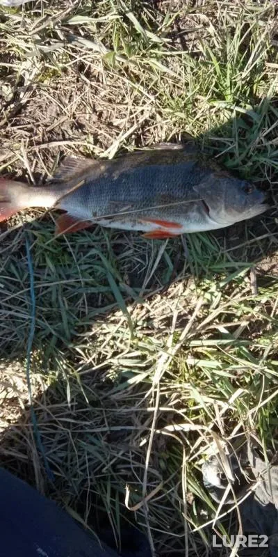 Карась, Окунь