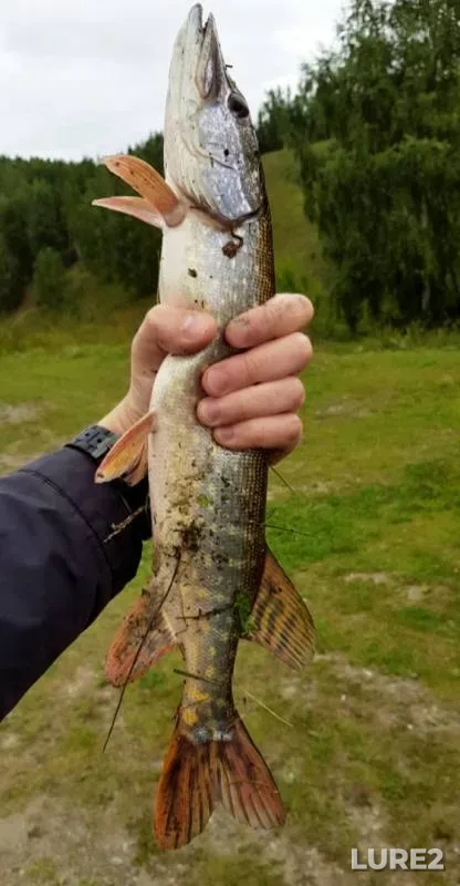 Щука