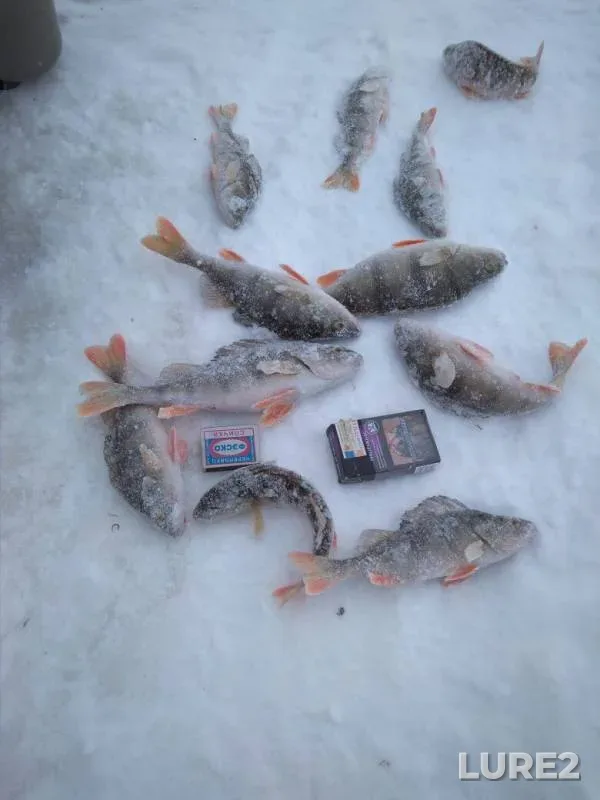 Окунь