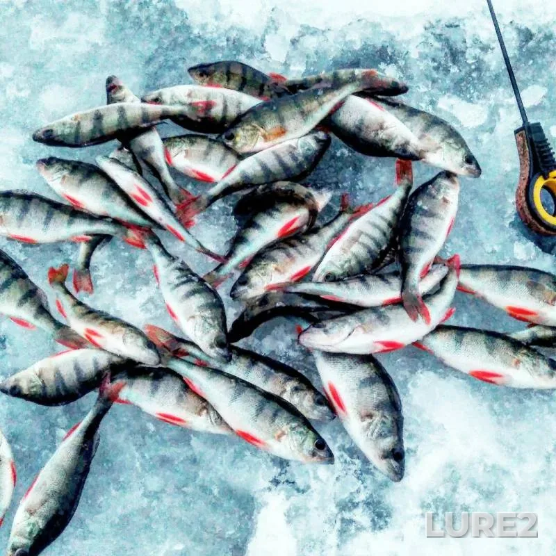 Окунь