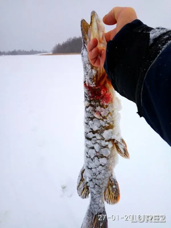 Окунь, Щука