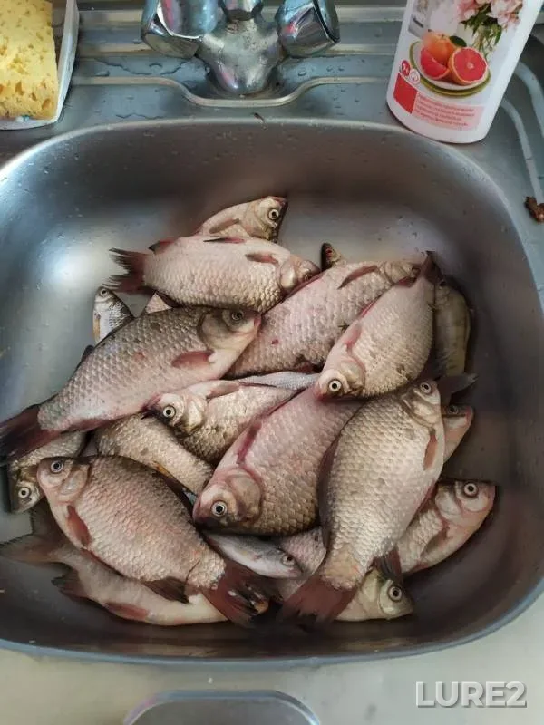 Карась
