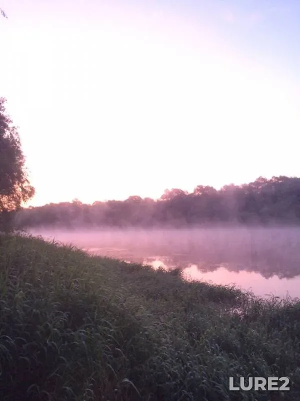 Окунь, Густера