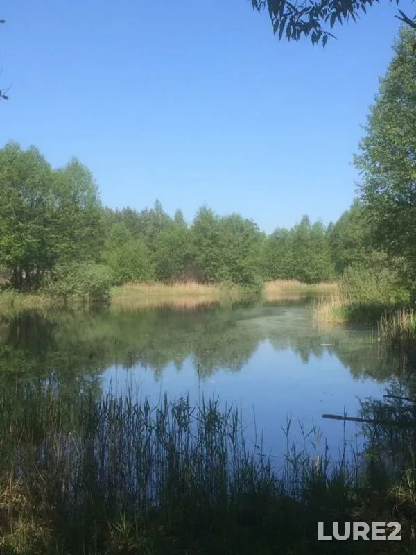 Карась