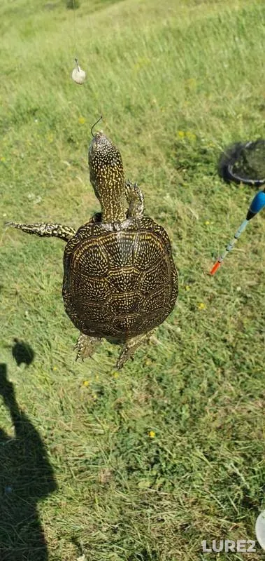 Карась