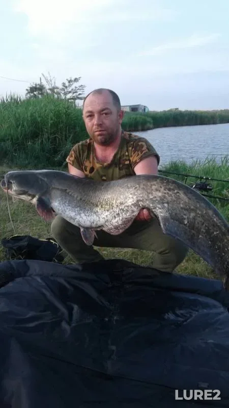 Карп, Сом